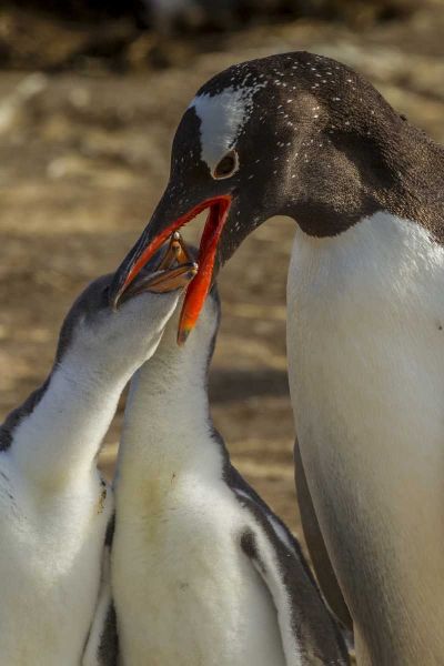 Sea Lion Island Gentoo penguin feeding chicks